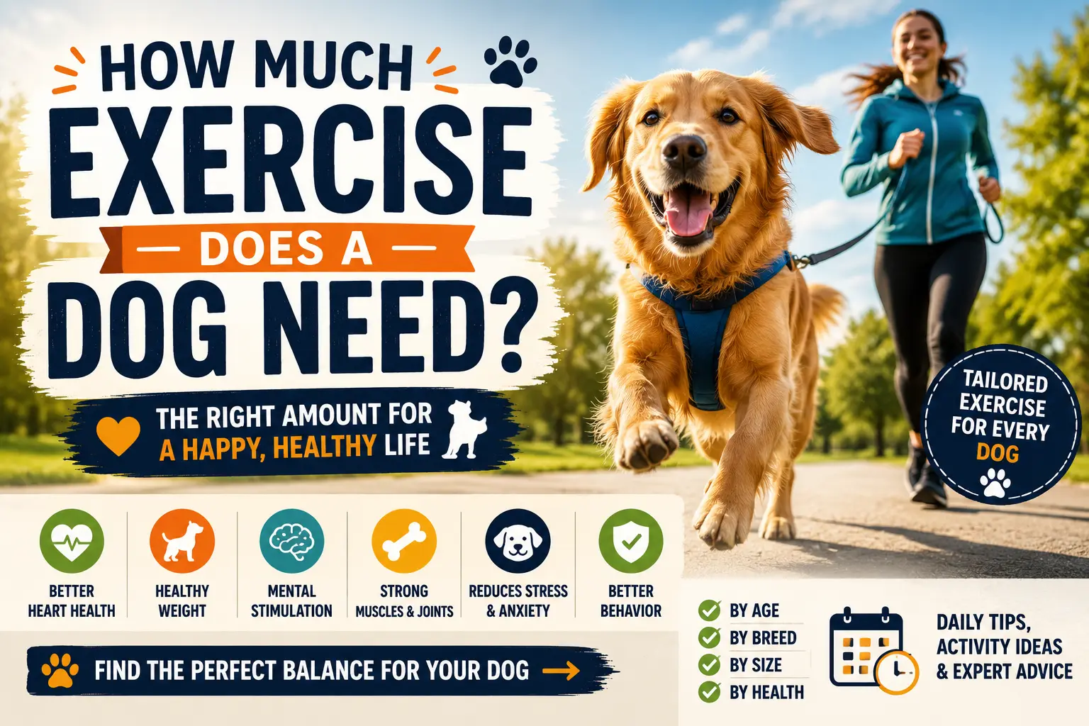 How Much Exercise Does a Dog Need
